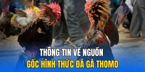 Sàn đấu Thomo đình đám