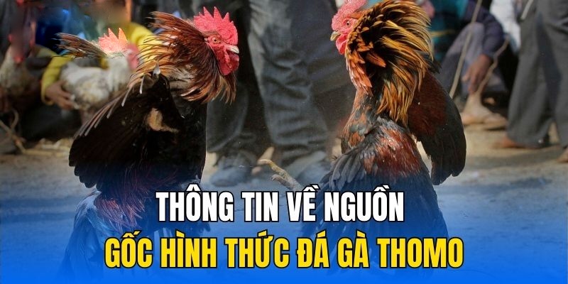 Sàn đấu Thomo đình đám